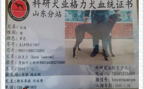 玫瑰 900111880133854，LKYB1407