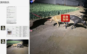 内塔尼亚X黄石 941000225081679，TY950.jpg