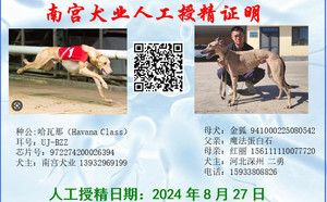 哈瓦那X金狐 941000225080542.jpg