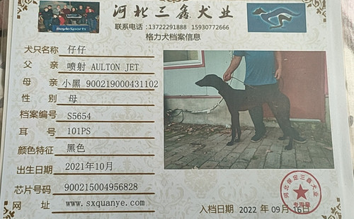 仔仔 900215004956828，101PS