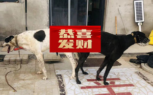 顶蜂X乌鸦 900115002829501，NGXH1118BB2.jpg