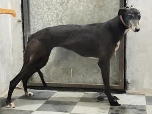 待战 HSDGZ 1307Z，900250000176298.jpg