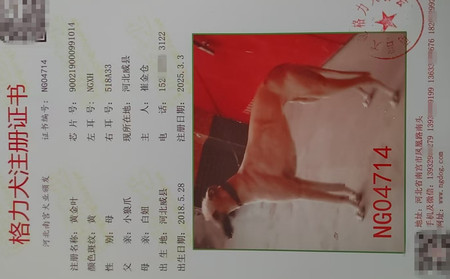 黄金叶 900219000991014，NGXH518A33