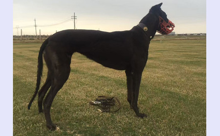 黑乌鸦 BLCH2，941000225080132