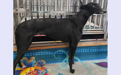 乔丹 900215003678472，H2307