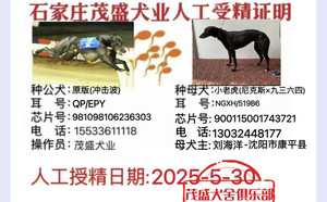 冲击波X小老虎 900115001743721.jpg