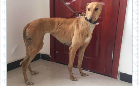 黄金国宝 156111110094242 - 格力犬yy--格力犬中英文血统查询