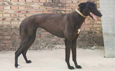 黑鹰 156018988071905