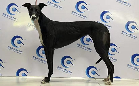 白脖 988000001880012