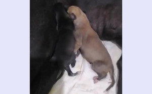 黄午夜X拉克兰戴尔儿 900250000765816，LKXS1810.jpg