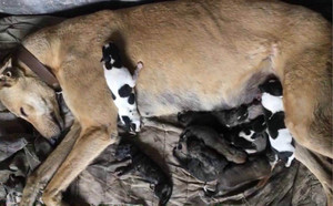 巴特X海浪公主 156111110029513.jpg