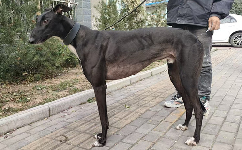 游轮的羊鼻梁 900255002724413