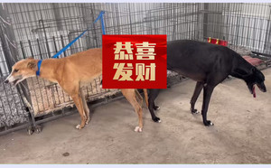 小蛋白石X黄精灵 BLNZ2，941000225081014.jpg