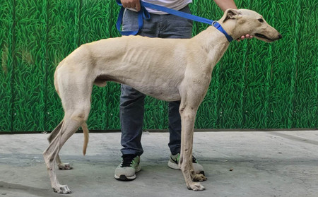 黄金炮 900158801405053,gzqs - 格力犬yy--格力犬中英文血统查询