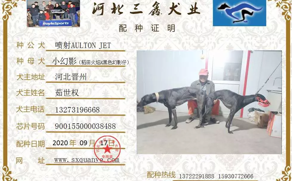 格力犬种公喷射图片