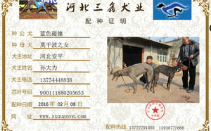 蓝色碰撞X红豹花 900111880205653，900128001212869，M1310.jpg