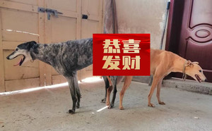 神狸X红玉 900252003133235.jpg