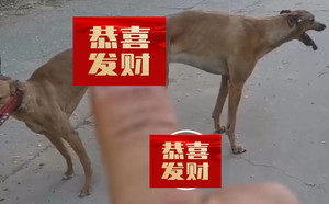 哇塞大圣X黄鹰 990000009293826，KNYYL.jpg