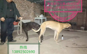 黄保罗X小碰撞 YZ18A，900128001208812.jpg