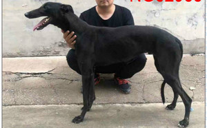 小步枪 ngxh 1018a,900115000929258 - 格力犬yy--格力犬中英文血统