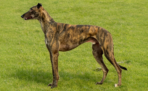 红旗 900219000991199