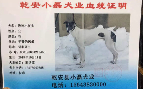 战神小灰头 900128001212453