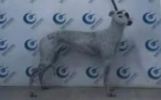 海豚 900250000179411