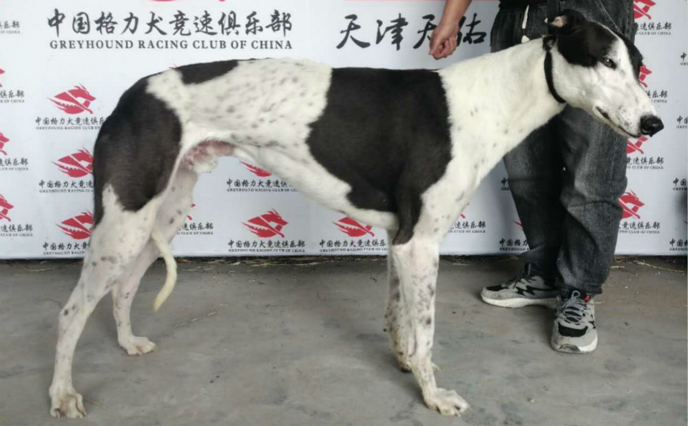 雨花石dbnk2 格力犬yy 格力犬中英文血统查询