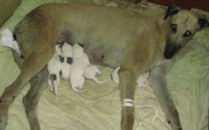 传奇X卡佳 Katja.jpg