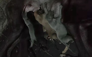 弹簧炮X野性的伤疤 900168801066597，98CSK.jpg