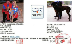 黄金海浪X来喜 941000016715093.jpg