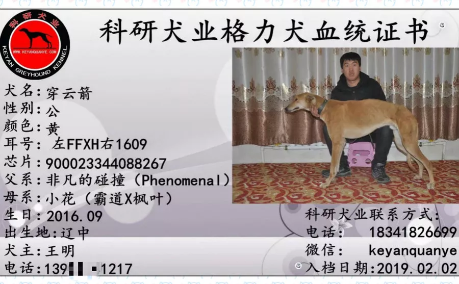 穿云箭 900023344088267,ffxh1609 - 格力犬yy--格力犬血统查询