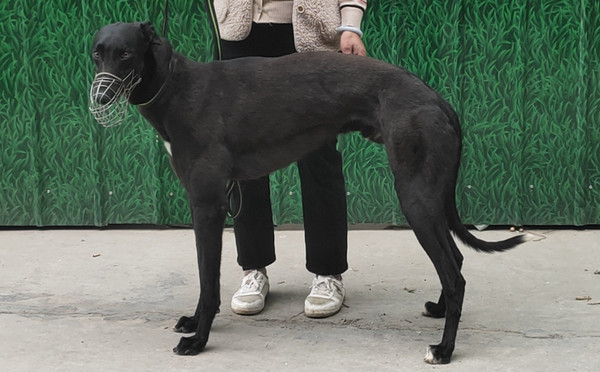 格力犬中英文血统查询