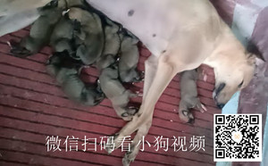 美洲豹X锦鲤 990000007170415.jpg