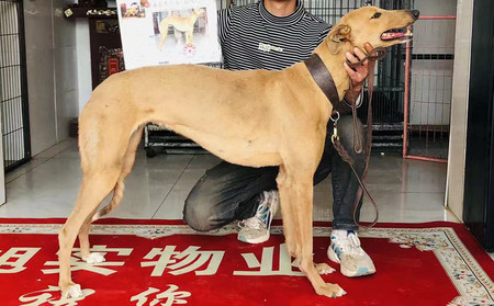 黄鹰 990000009293826，KNYYL