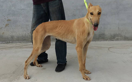 黄金900215001207164 - 格力犬yy网电脑版--格力犬血统查询,繁殖记录