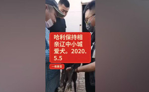 哈利保持X三角梅 CY290，900100000037611.jpg