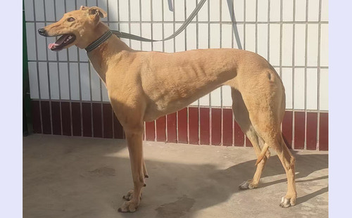 摩根女孩 990000009414687