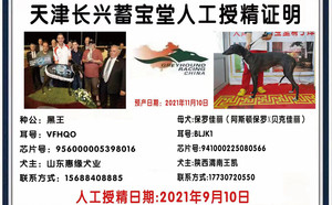 黑王X保罗佳丽 BLJK1，941000225080566.jpg