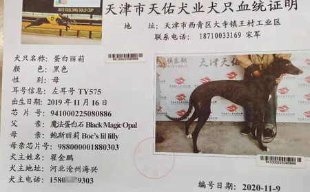 蛋白丽莉 941000225080886，TY575