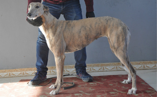 联系方式:需要犬主付费后显示,费用60元(种公120元)所在省份:不详母亲