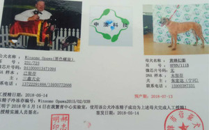 黑色螺旋X黄蜂幻影 HFHN 111B.jpg