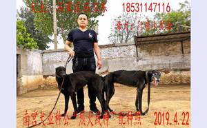 烈火战神X行唐小黑母900115000989841.jpg
