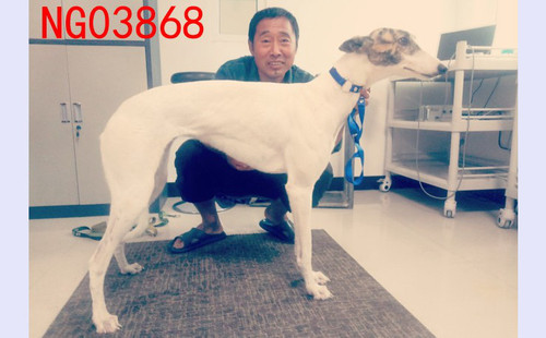 大花 900115001743371，NGXH820MA