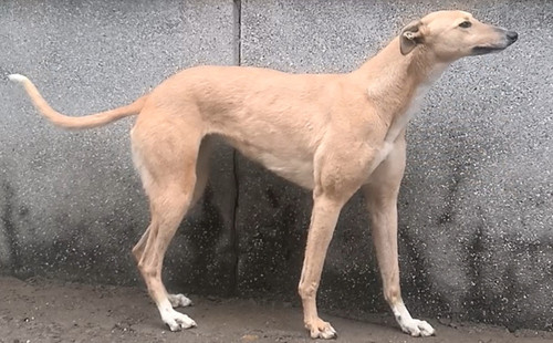 澳丽斯 900263003020441