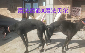 魔法海浪X魔法贝尔 900155000039601，MFKY185901.jpg