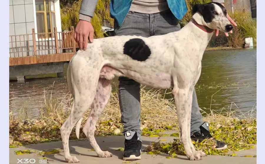 花蛋白石 ty460,515000187032994 - 格力犬yy网手机版--格力犬血统