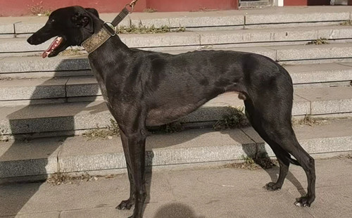 魔法白嘴 900250000662986