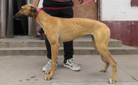 大黄900115000990065,ngxh1119b - 格力犬yy--格力犬中英文血统查询