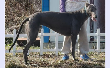 小青 990000006147587